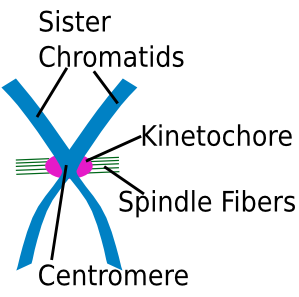 <p>A mitotic chromosome is a <strong>duplicated</strong> <strong>chromosome</strong> made up of <strong>2</strong> <strong>sister</strong> <strong>chromatids</strong></p>