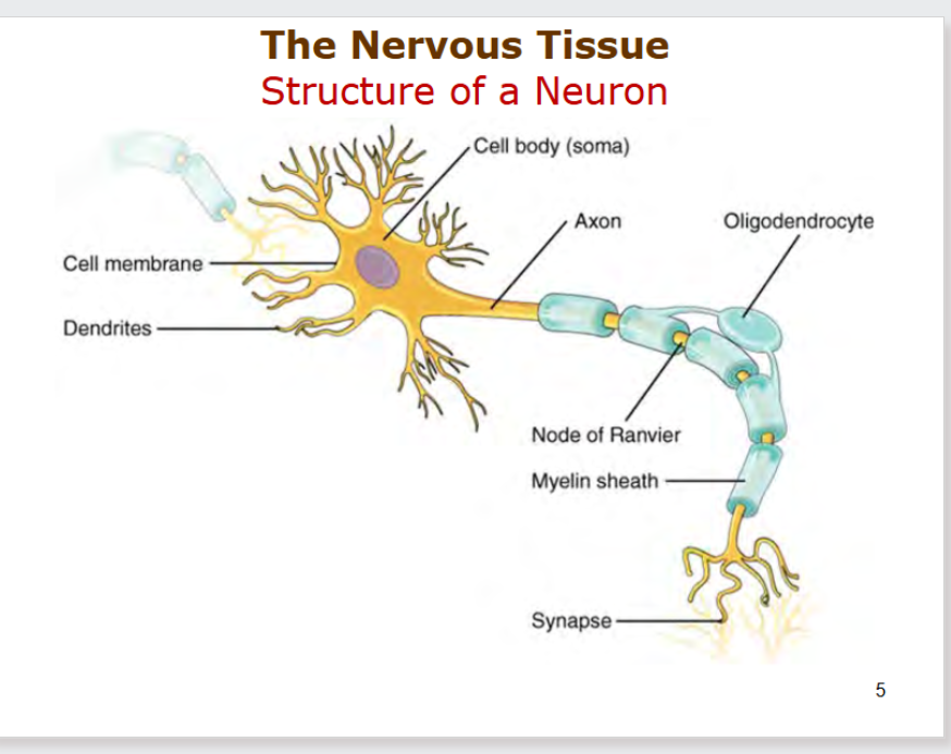 <p>cell body - house nucleus</p><p>cell membrane - selective membrane</p><p>dendrites - receive signal from other neurons</p><p>axon - transfer/send signal to neurons</p><p>nodes of ranvier - spaces where signal jumps, speeds up</p><p>oligodendrocytes - produce myelin sheath</p><p>myelin sheath - insulate signal</p><p>synapse - junction point?</p>