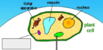 <p>photosynthesis cycle: name the step</p>