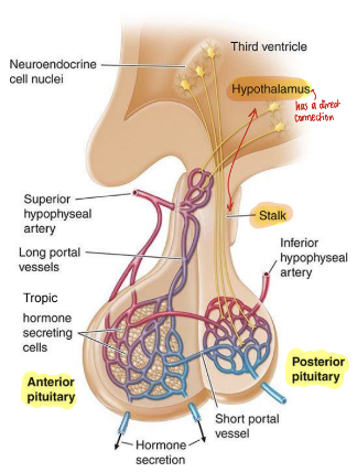 <p>pituitary stalk </p>