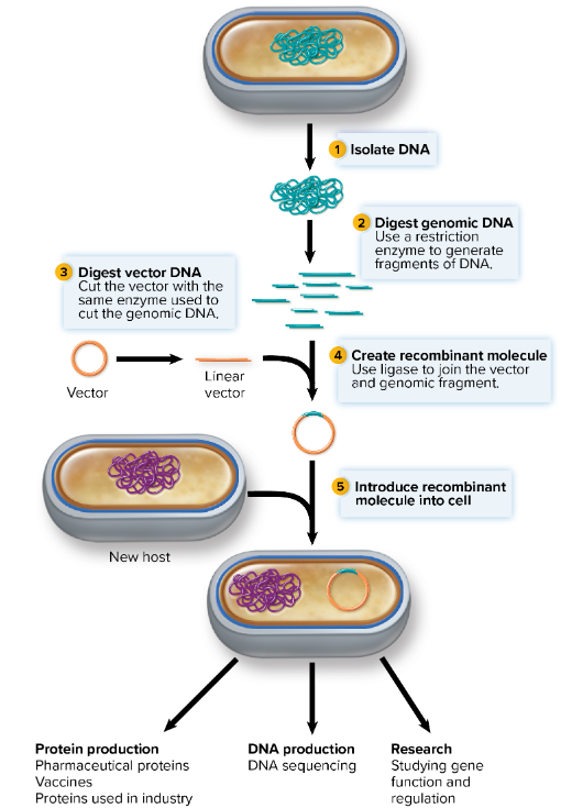 <p><mark data-color="yellow" style="background-color: yellow; color: inherit;">Making more copies of the DNA</mark></p><p><mark data-color="yellow" style="background-color: yellow; color: inherit;">Procedure used to introduce altered/foreign DNA into a recipient cell that will be replicated and passed unto the cell progeny</mark></p><p></p><p><u>process involves</u>:</p><ul><li><p>isolation of <strong><mark data-color="blue" style="background-color: blue; color: inherit;">insert</mark></strong> <mark data-color="#f4eeee" style="background-color: rgb(244, 238, 238); color: inherit;">(DNA fragment)</mark> from chromosome, cut by restriction enzymes</p></li><li><p>cutting a <strong><mark data-color="blue" style="background-color: blue; color: inherit;">vector</mark></strong>: <mark data-color="#f4eeee" style="background-color: rgb(244, 238, 238); color: inherit;">plasmid that will carry desired DNA fragment into the recipient cell</mark></p><ul><li><p>must be cut with the same restriction enzyme</p></li></ul></li><li><p>joining the insert with the vector → <mark data-color="blue" style="background-color: blue; color: inherit;">recombinant DNA molecule</mark></p></li><li><p>introducing the plasmid to a host cell where DNA will replicate</p></li></ul><p></p>