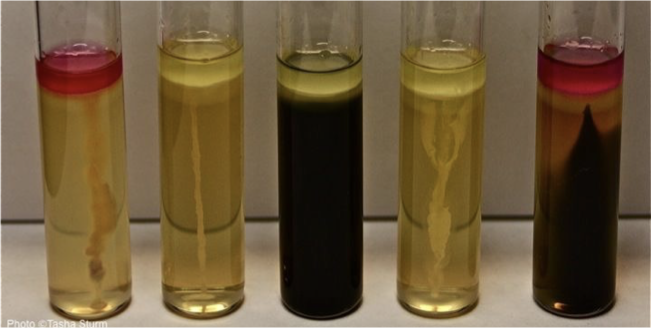 <ol><li><p>what test is this?</p></li><li><p>what type of media is this?</p></li><li><p>explain what was added to yield results</p></li><li><p>explain the pictures (+ or -) results and what each mean)</p></li></ol><p></p>