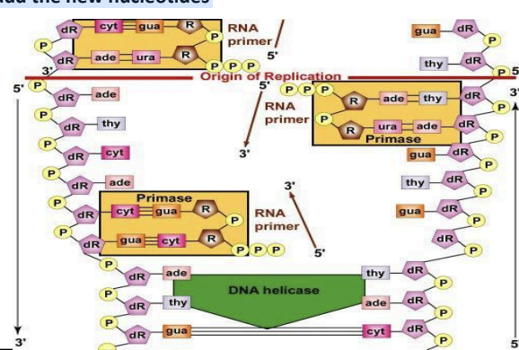<p>DNA polymerase can….</p>