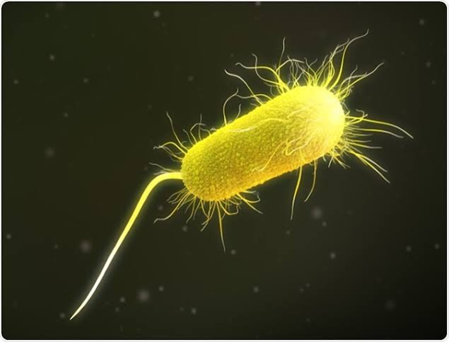 <p>Hair like things used for surface adhesion, colonization, dna transfer, and movement<br>Bacteria</p>