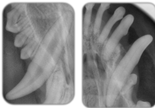 <p>Which tooth is from a young animal and which is from an old animal?</p>