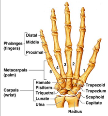 <p>Each digit is assigned a number. In anatomical digit numbering, which digit is designated as the 5th?</p>