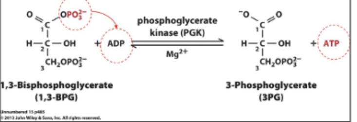 <p>SLP: <span>1,3-BPG + ADP <span data-name="left_right_arrow" data-type="emoji">↔</span> ATP + 3-Phosphoglycerate (3PG). Catalyzed by <strong>phosphoglycerate kinase. </strong></span></p>