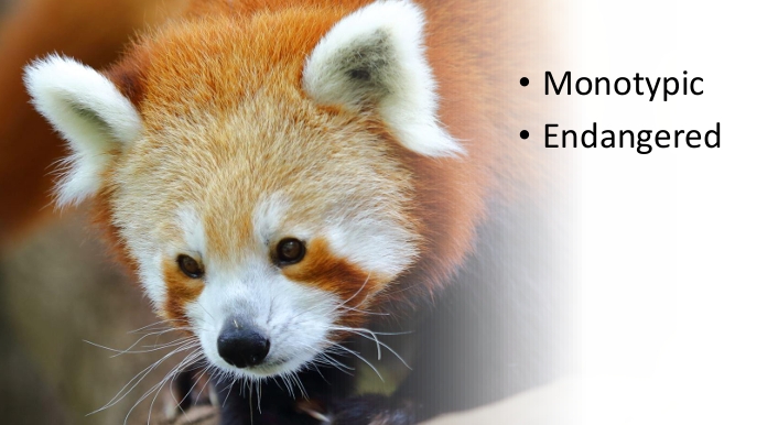 <p>What Family: does the red panda belong to? </p>