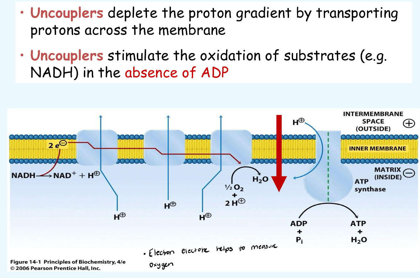 <p>They collapse the H+ gradient across the inner membrane</p>