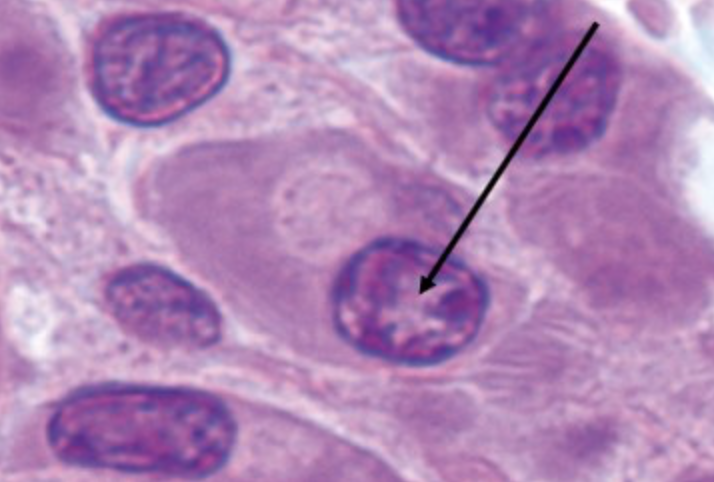 <p>identify the cell indicated by the pointer</p>