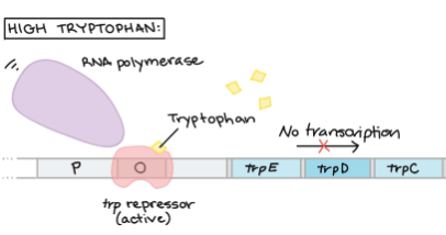 <p>Tryptophan Operon (TRP) is a transcription factor that __ transaction. </p>