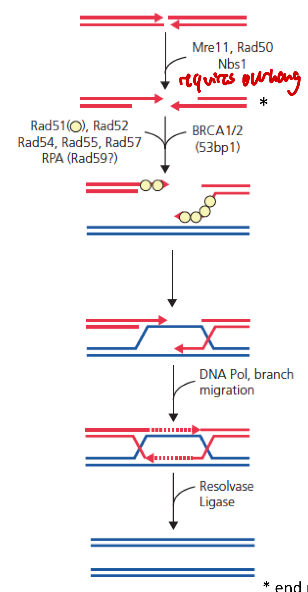 <ul><li><p>MRN complex detects DSB</p></li><li><p>MRN (+ EXO1 and helicase) → end procesing to generate ss tail: end resection</p><ul><li><p>Processing of ends to create overhang</p></li></ul></li><li><p>ssDNA tail covered by strand exchange protein: Rad51 (recA-type): filament for strand invasion</p><ul><li><p>Stimulated by BRCA1 and BRCA2</p></li><li><p>D-loop → to invade homologous DNA strand</p></li></ul></li><li><p>Formation of Holliday junction (4 connected helices, pol δ)</p><ul><li><p>Or non-crossover synthesis-dependent strand annealing (SDSA)</p></li></ul></li><li><p>Resolvase, dissolution</p></li></ul><p></p>