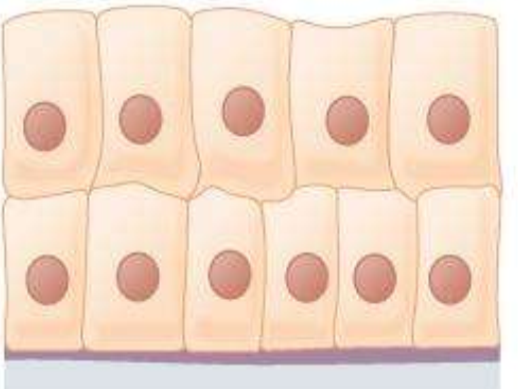 <p>What type of tissue is this?</p>