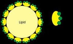 <p>Bile salts emulsify fats by breaking large globules into smaller ones.</p>