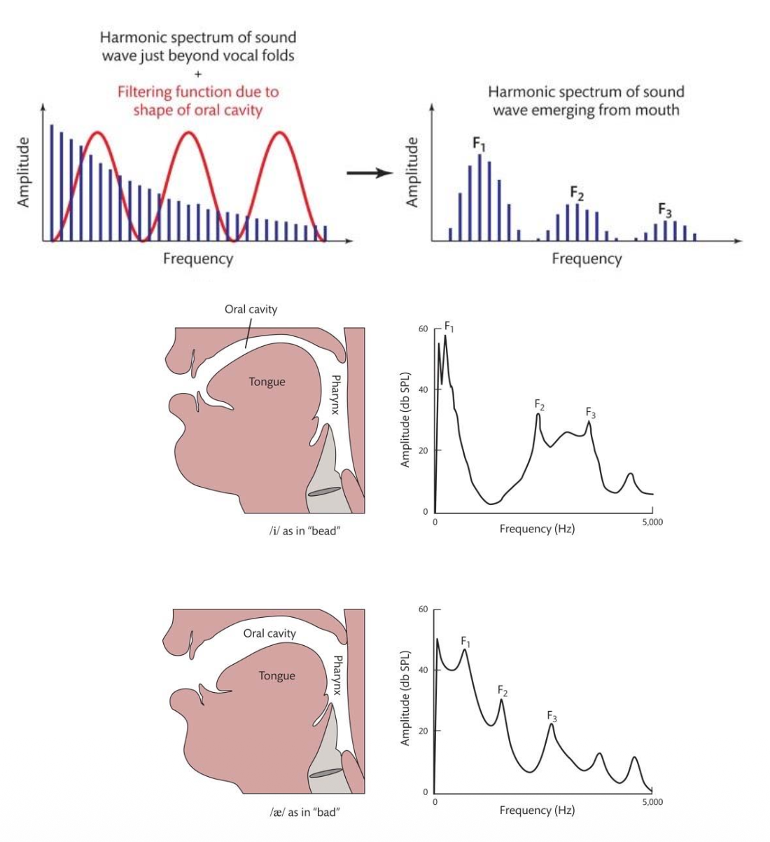 <p><u>Speech Production: Vowels &amp; Formants</u></p><p class="p2">Vowels are produced with relatively <u>open/closed</u> airflow.</p><p class="p2">• Sound shape depends on ?,?,?,?</p><p class="p2">Formants are __.</p><p class="p2">• F1 = ?</p><p class="p2">• F2 = ?</p><p class="p2">• F3 = ?</p>