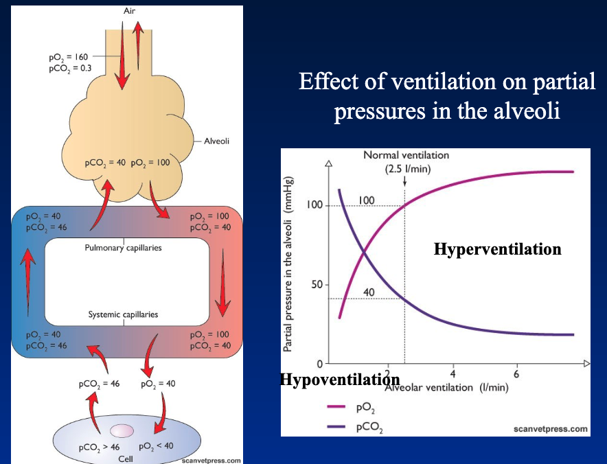 <p>At constant atmospheric partial pressures diffusion of gases will depend on the alveolar and blood partial pressures:</p><ul><li><p>Depends on ventilation for alveoli (how much air replaced in the alveoli)</p></li><li><p>Depends on the tissue consumption for blood</p></li></ul><p></p><p>At higher altitude pO2 in atmosphere ↓; significant impact on diffusion</p><p></p>