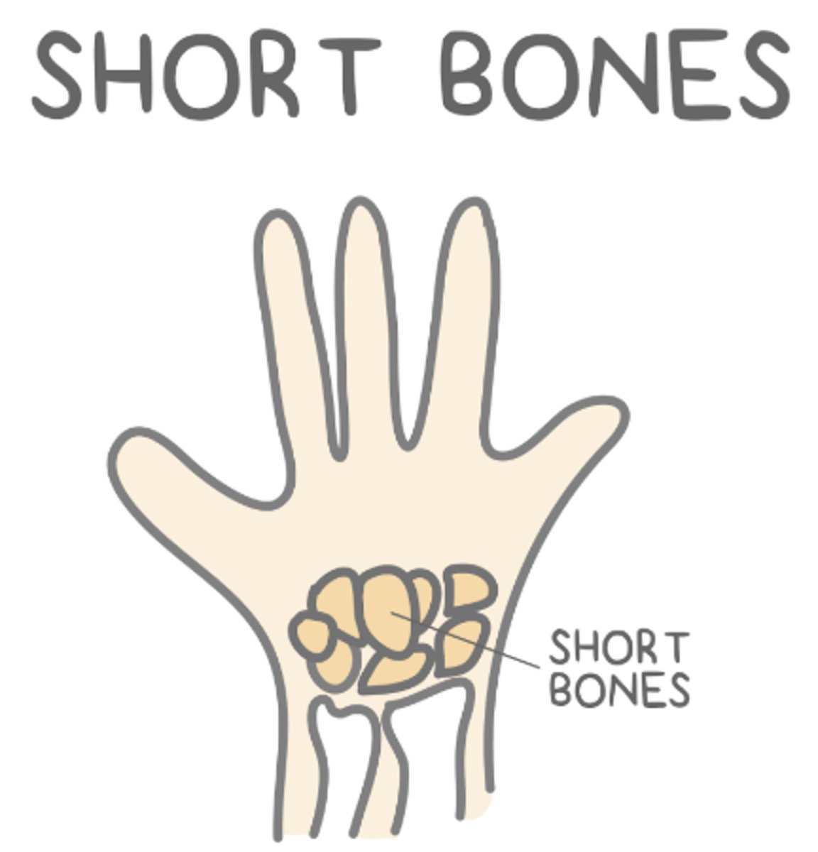 <p>short</p>