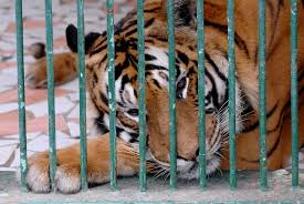 <p>captive (adj)</p>