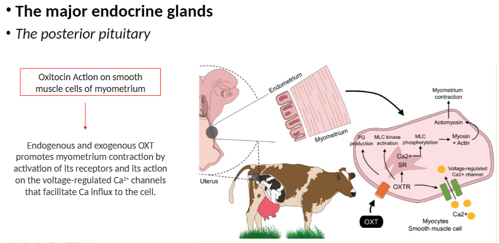 <p><strong>Function</strong><br> Promotes <strong>myometrium contraction</strong> in the uterus</p><p><strong>Mechanism</strong><br> <strong>Endogenous</strong> (produced by body) and <strong>exogenous</strong> (administered externally) oxytocin <strong>activate oxytocin receptors</strong><br> Acts on <strong>voltage-regulated Ca²⁺ channels</strong><br> Facilitates <strong>Ca²⁺ influx</strong> into smooth muscle cells of the <strong>myometrium</strong><br> Increased <strong>Ca²⁺</strong> triggers <strong>muscle contraction</strong></p>