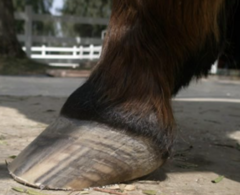 <p>How would you describe this hoof?</p>
