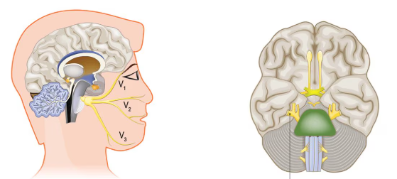 <p><span>The fifth cranial nerve. Mixed nerves carrying both sensory and motor info. They originate in the pons. </span></p><p><span>The superior ophthalmic branch carries sensory information from the upper portion of the face (above the eyelids). </span></p><p><span>The middle maxillary branch carries sensory information from the middle portion of the face (below the lower eyelid to the upper lip). </span></p><p><span>The lower mandibular branch carries sensory information from the mandible. The mandibular branch also carries motor information to the muscles of mastication, including the masseter and temporalis.</span></p>