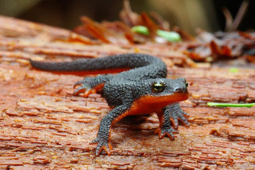 <p>Salamandridae<br>Taricha granulosa<br>Rough-Skinned Newt</p>