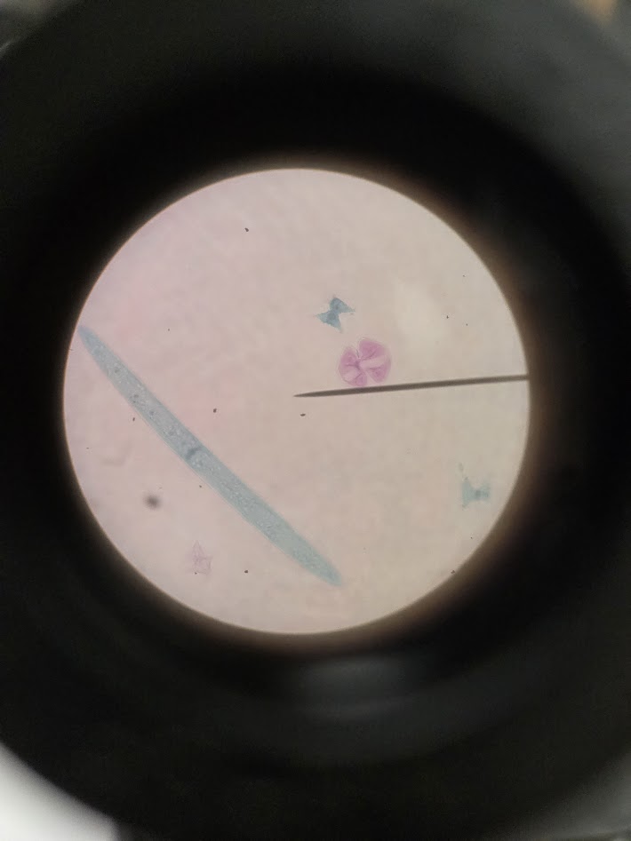 <ol><li><p>what is the phylum?</p></li><li><p>what are these organisms called?</p></li></ol><p></p>