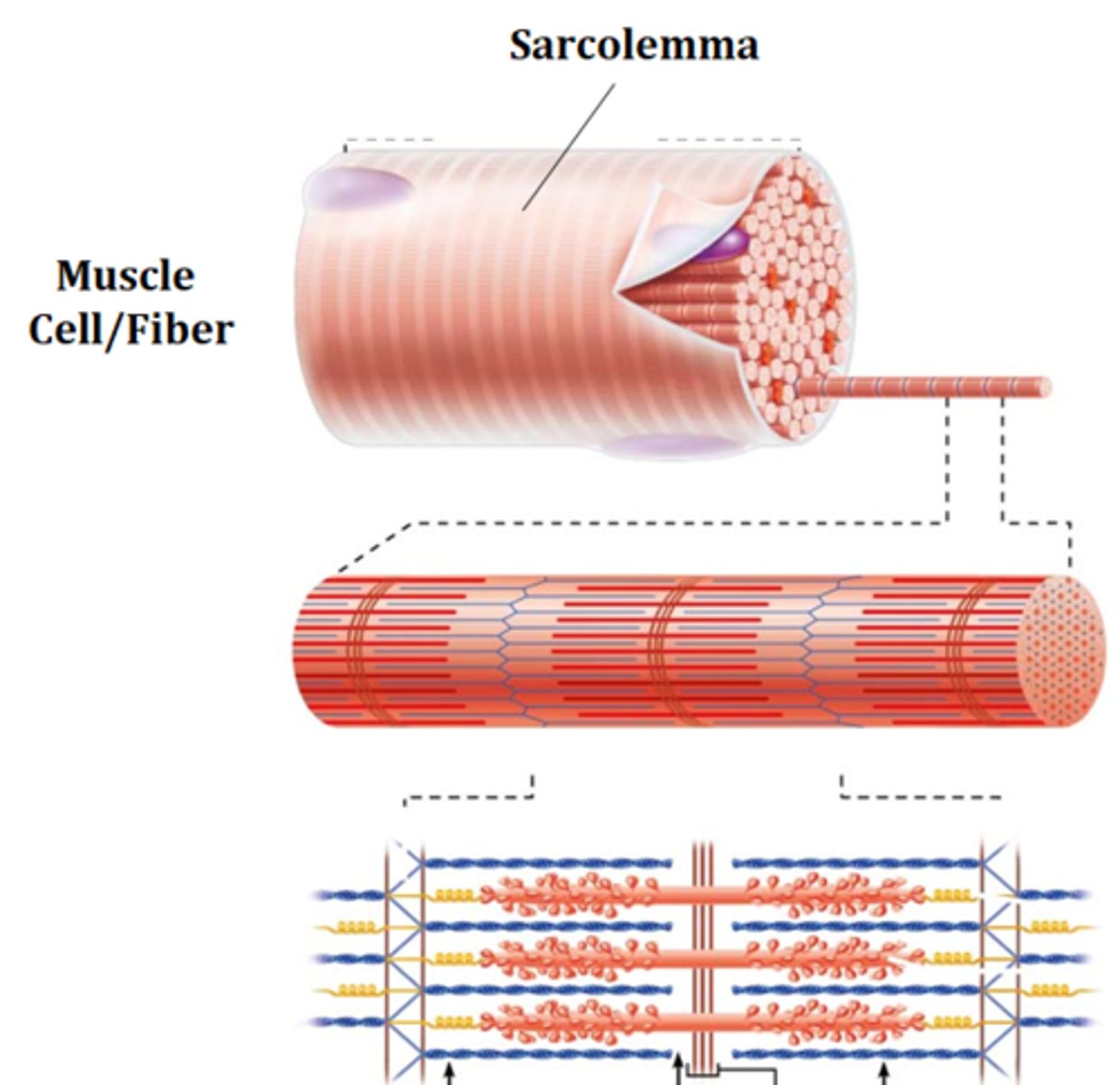 <p>sarcolemma</p>
