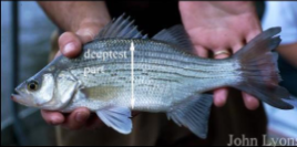 <p>What fish is this</p>