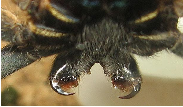 <p>Orde Araneae (spinnen) vb</p>