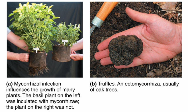 <p>Relationship between plant roots and fungi that extend the root surface area</p><ul><li><p><span>Endomycorrhizae → penetrate root cortical cells, forming intracellular structures</span></p></li><li><p><span>Ectomycorrhizae → form an external sheath around roots without entering the cells</span></p></li></ul><p></p>