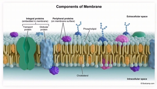 <p>A phospholipid bilayer </p><p>membrane proteins,</p><p>carbs </p><p>and cholesterol </p><p></p><p>Bi pro car chol </p>