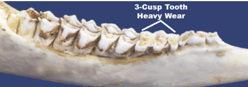 <p>How old is this deer?</p>