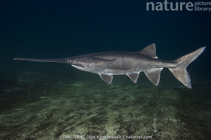 <p>long, paddle-shaped rostrum; prefers large, silty rivers and reservoirs; mainly in the Mississippi river basins</p>