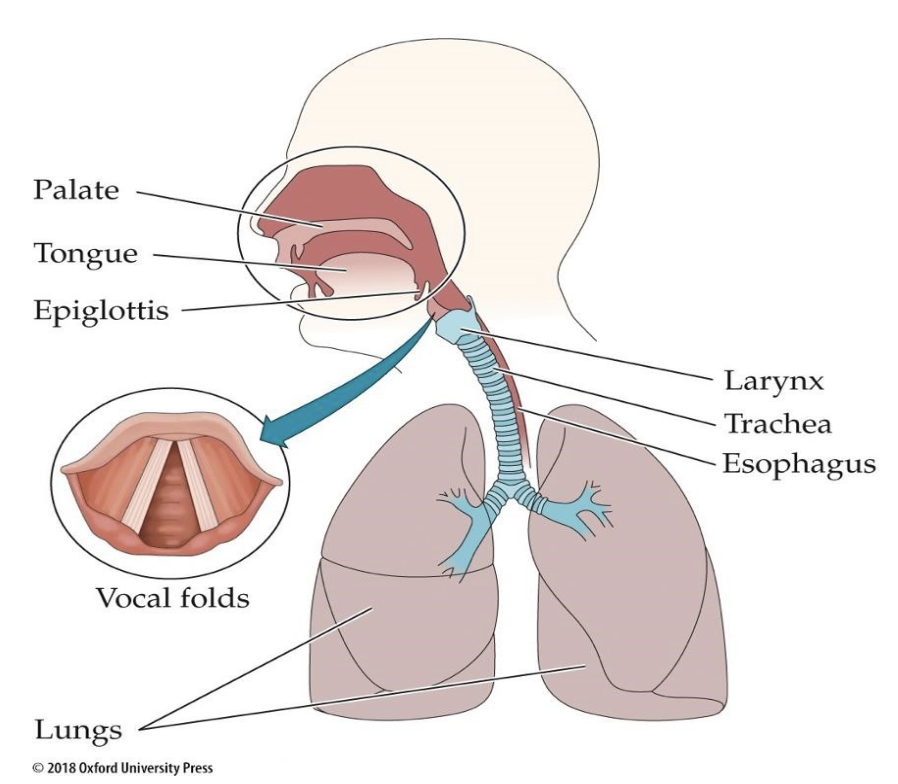 <ol start="40"><li><p><span style="background-color: transparent;"><strong>Refer to the figure: In the figure, _________ occurs in the [I will pick one of the regions; you’ll be identifying which step in speech production occurs here</strong></span></p></li></ol><p></p>