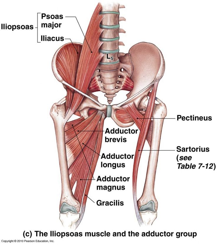 <ul><li><p>a long, fan shaped muscle in the medial aspect of the thigh</p></li><li><p>adducts the thigh at the hip joint</p></li></ul><p></p><p>origin → body of pubis, inferior to pubic crest and lateral to pubic symphysis</p><p>insertion → middle third of linea aspera of femur (medial lip)</p><p>action → thigh flexion, adduction, external rotation at the hip joint; pelvis stabilization</p><p>innervation → obturator nerve (L2-L4)</p><p>blood supply → deep femoral artery, obturator artery</p>