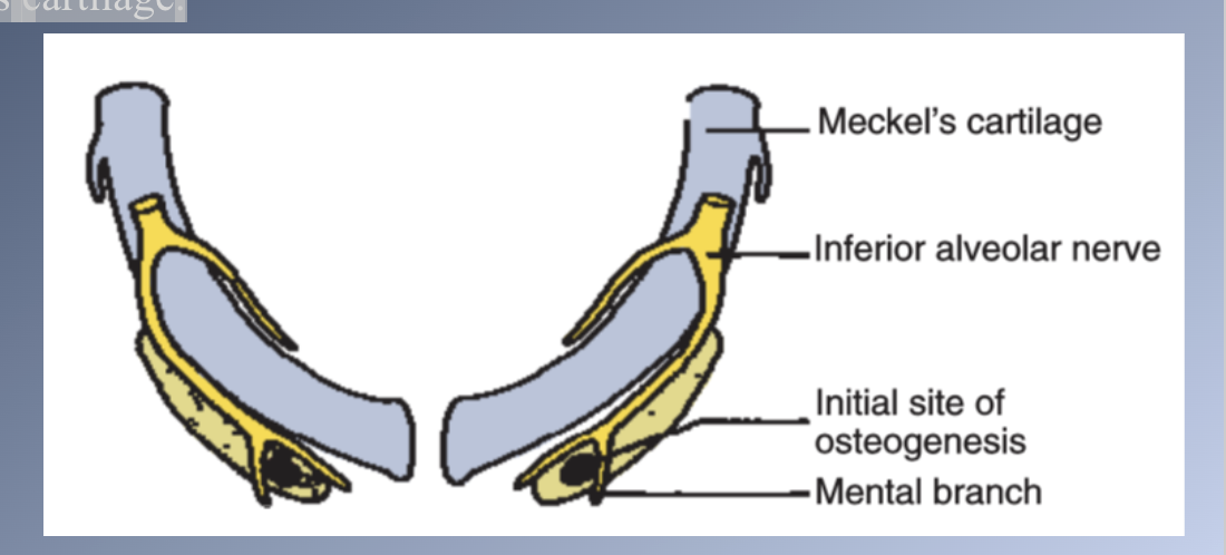<p>Manibular formation</p>