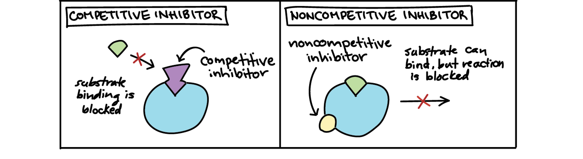 <ul><li><p>competitive: blocks substrate binding</p></li><li><p>noncompetitive: substrate binds but is blocked by inhibitor at allosteric site</p></li></ul><p></p>