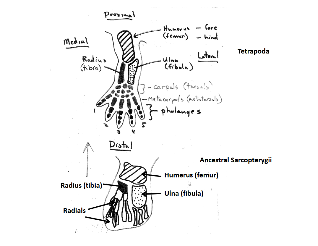 <p>Tetrapod Limb Skeletal Elements</p>