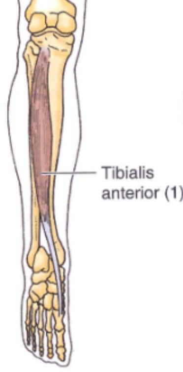 <p>origin: lateral condyle of tibia+proximal shaft of tibia</p><p>insertion: base of first metatarsal+ medial cuneiform</p>