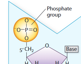 <p>A nucleotide at the <strong>top</strong> with 5’ phosphate free</p>