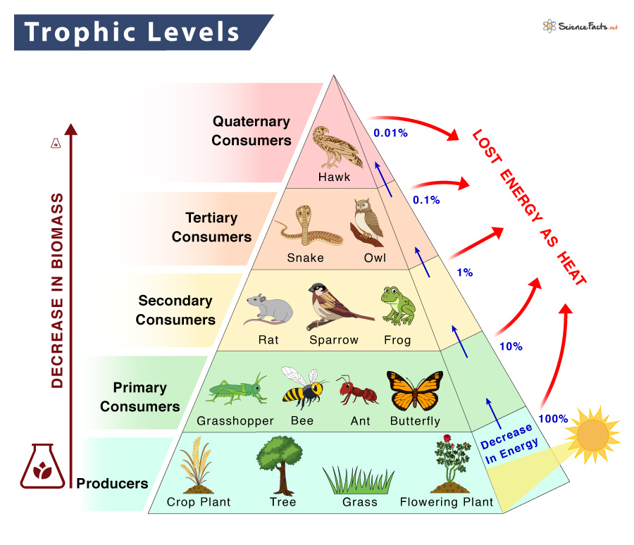 <p>the total mass of all organisms in a trophic level</p>
