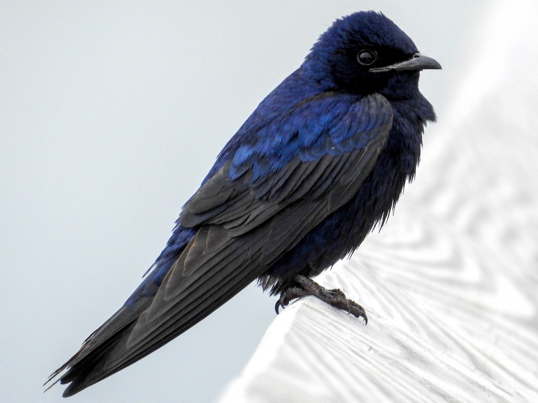 <p>Order Passeriformes Family Itirundinidae</p>