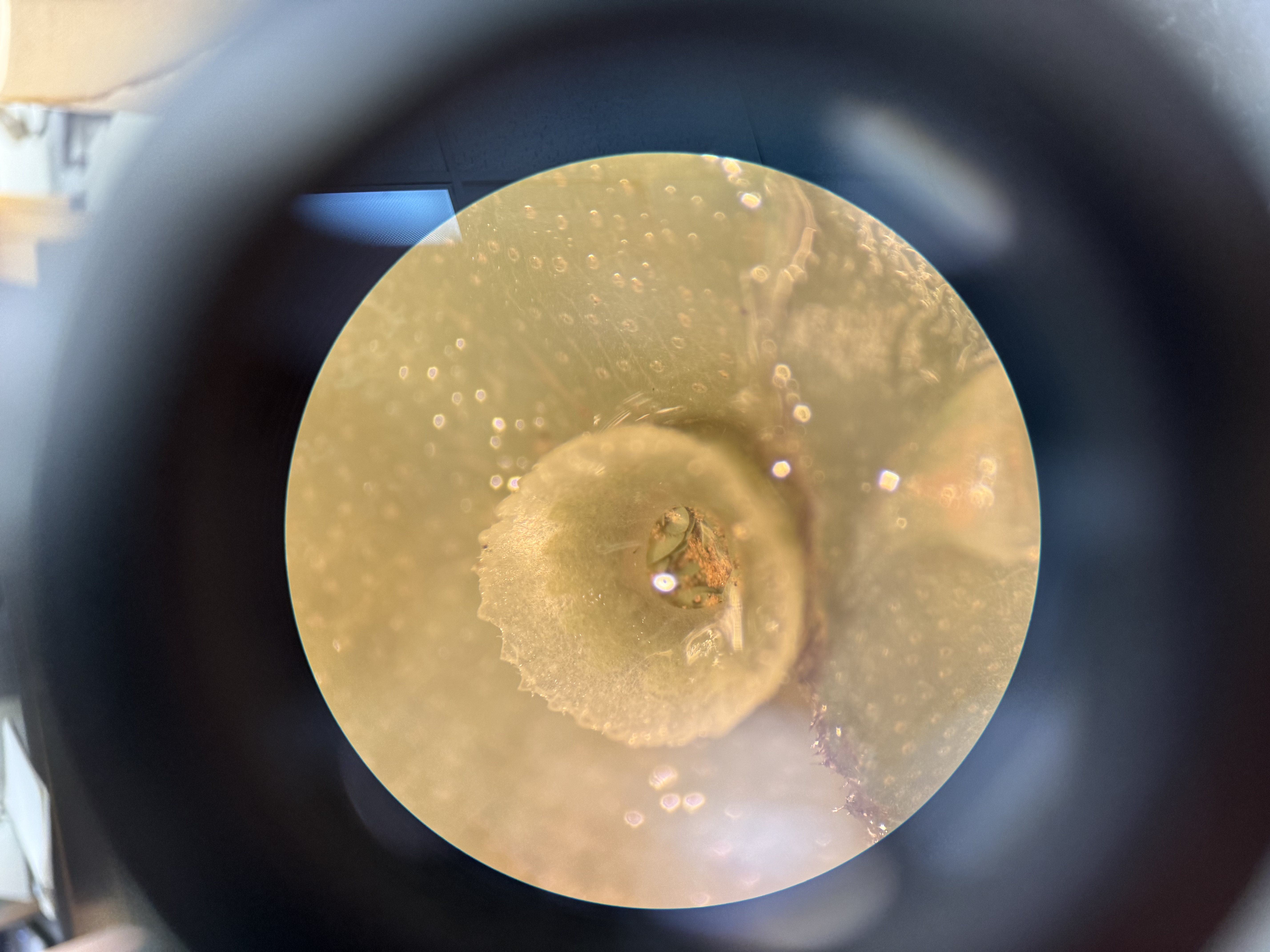 <ol><li><p>What is this?</p></li><li><p>What is the function?</p></li><li><p>Vascular or non-vascular?</p></li><li><p>Where are these found?</p></li></ol><p></p>