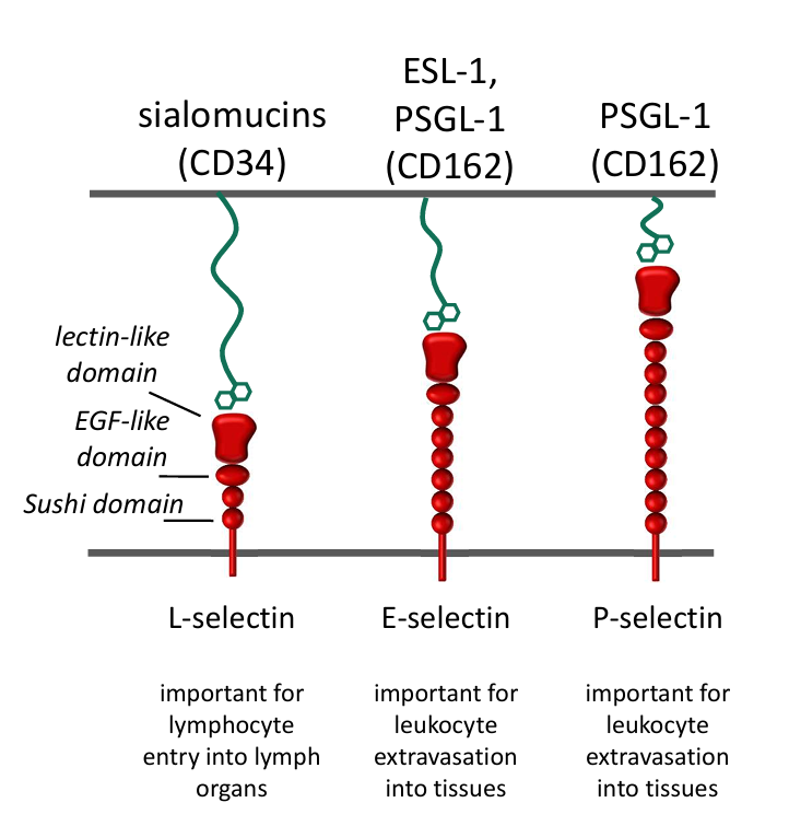 <p>Selectins bind to specific carbohydrates (or glycoprotein) on the cell surface (heterophilic) which are important in </p>