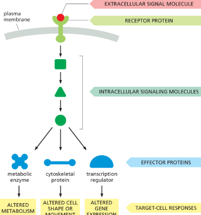 <p>the receptor protein!</p><ul><li><p>it <span>recognizes an extracellular signal molecule and generates a different type of intracellular signal molecule in response</span></p></li></ul><p></p>