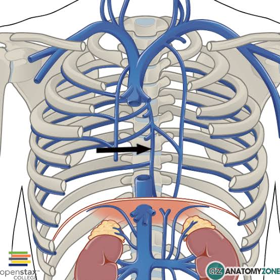 <p><span>is a vein along the right side of the vertebral column in the thorax that drains deoxygenated blood from the thoracic wall and some abdominal structures. It arches over the right lung’s root and empties into the </span><a target="_blank" rel="noopener noreferrer nofollow" class="link" href="chatgpt://generic-entity?number=0" data-prevent-progress="true"><u><span>superior vena cava</span></u></a><span>.</span></p>