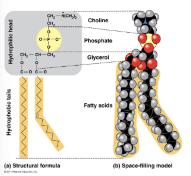 <p>two fatty acids attached to glycerol, third hydroxyl group of the glycerol is attached to a phosphate group, form bilayer</p>