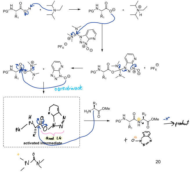 <ul><li><p>Base lp to H to O on AA’s -OH (carboxylate)</p></li><li><p>O- to C=N</p></li><li><p>Cleave AA off by forming a pyridine</p></li><li><p>O- from benzobriazole goes to C on C=O on AA forming activated intermediate which has a good leaving group</p></li><li><p>AA + AA makes peptide</p></li></ul><p></p>