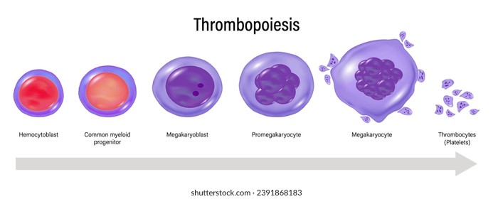 <p>Megakaryocyte</p><p></p><ul><li><p>30-100um</p></li><li><p>N:C ratio 1:1-1:2</p></li><li><p>Nucleus has 2+ lobes</p></li><li><p>Cytoplasm pale blue-pink</p></li><li><p>Granules fine, azurophilic</p></li><li><p>Chromatin purple-blue, granular</p></li><li><p>No nucleoli</p></li></ul><p></p>